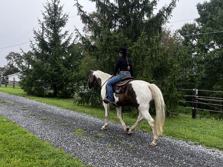 American Paint Horse Wallach 10 Jahre Schecke in Burgettstown
