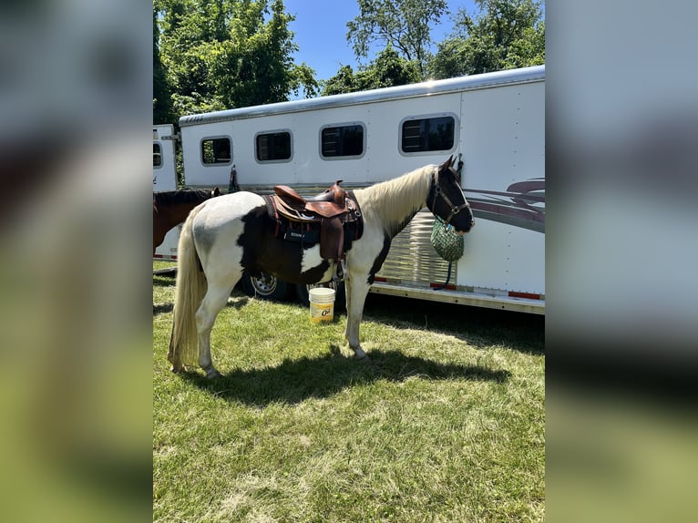 American Paint Horse Wallach 10 Jahre Schecke in Burgettstown
