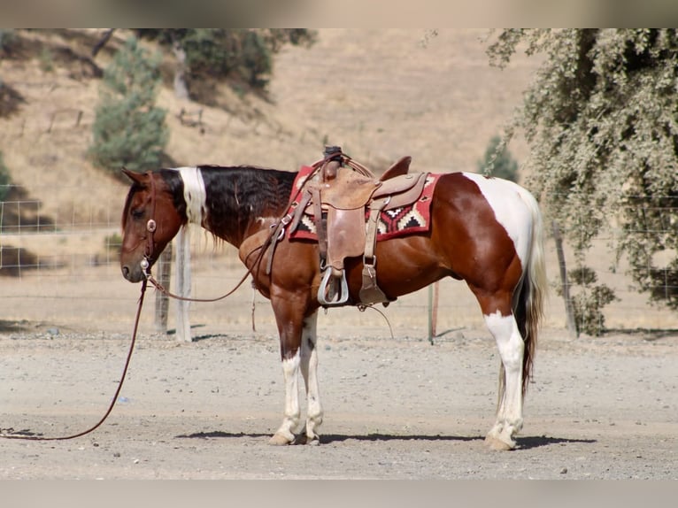 American Paint Horse Wallach 10 Jahre Tobiano-alle-Farben in Tres Pinos