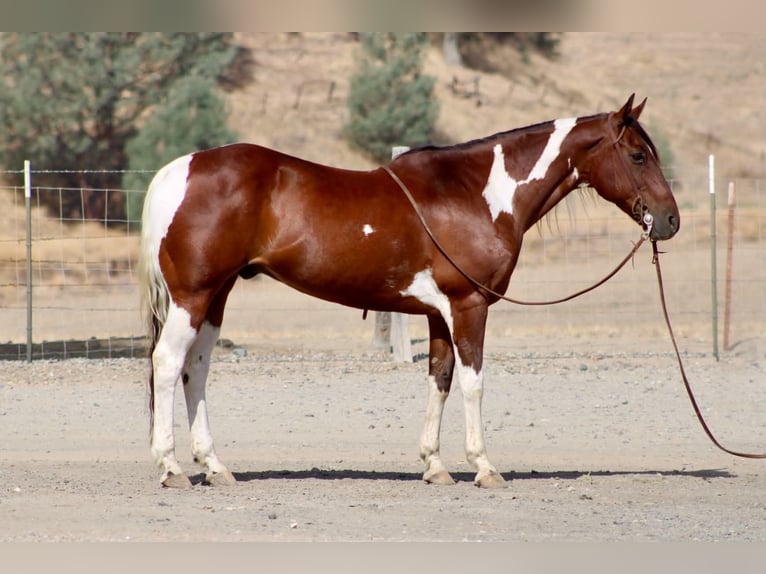 American Paint Horse Wallach 10 Jahre Tobiano-alle-Farben in Tres Pinos