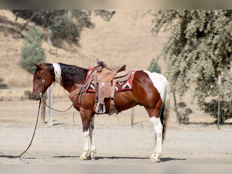 American Paint Horse Wallach 10 Jahre Tobiano-alle-Farben in Tres Pinos