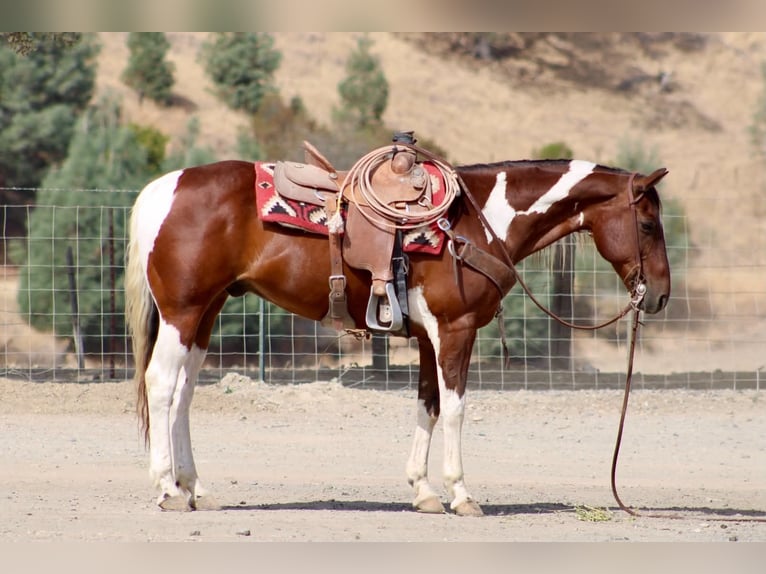 American Paint Horse Wallach 10 Jahre Tobiano-alle-Farben in Tres Pinos