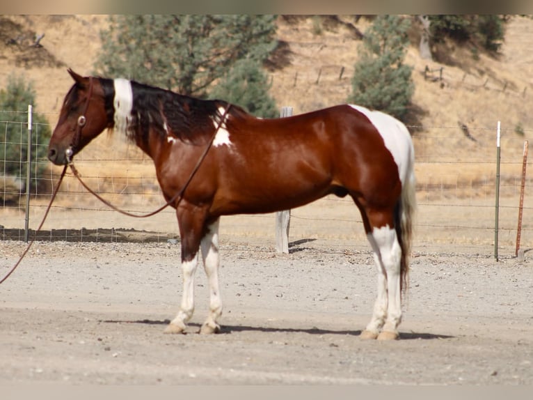 American Paint Horse Wallach 10 Jahre Tobiano-alle-Farben in Tres Pinos