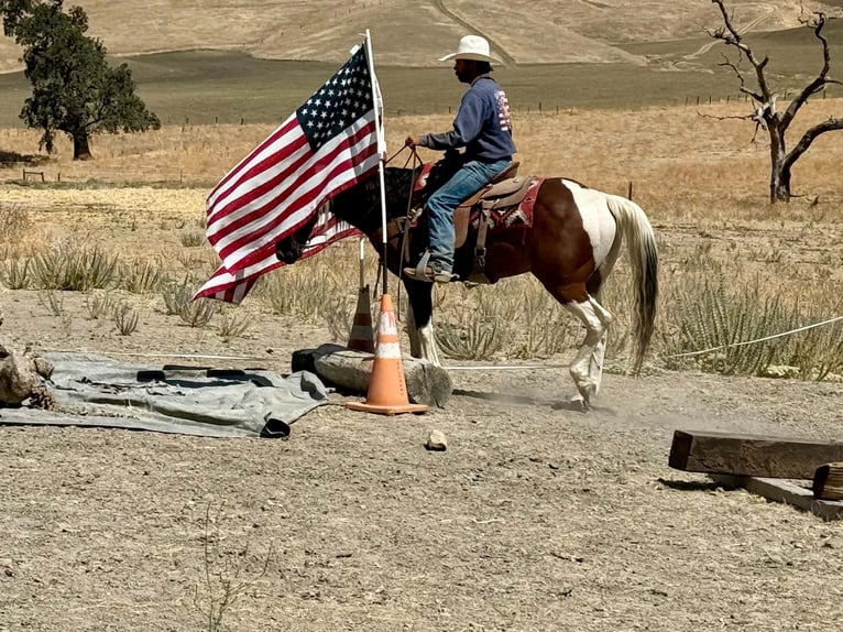 American Paint Horse Wallach 10 Jahre Tobiano-alle-Farben in Tres Pinos