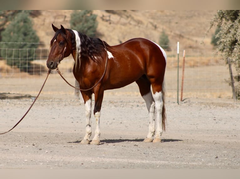 American Paint Horse Wallach 10 Jahre Tobiano-alle-Farben in Tres Pinos