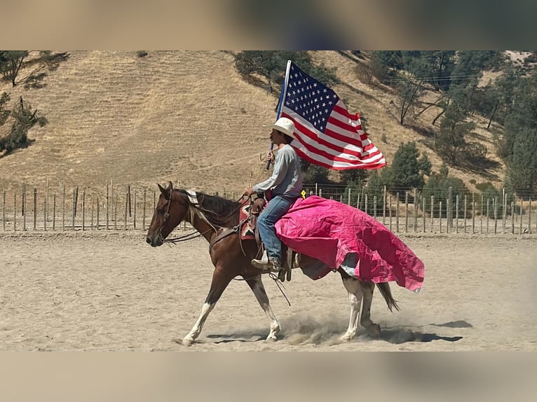 American Paint Horse Wallach 10 Jahre Tobiano-alle-Farben in Tres Pinos