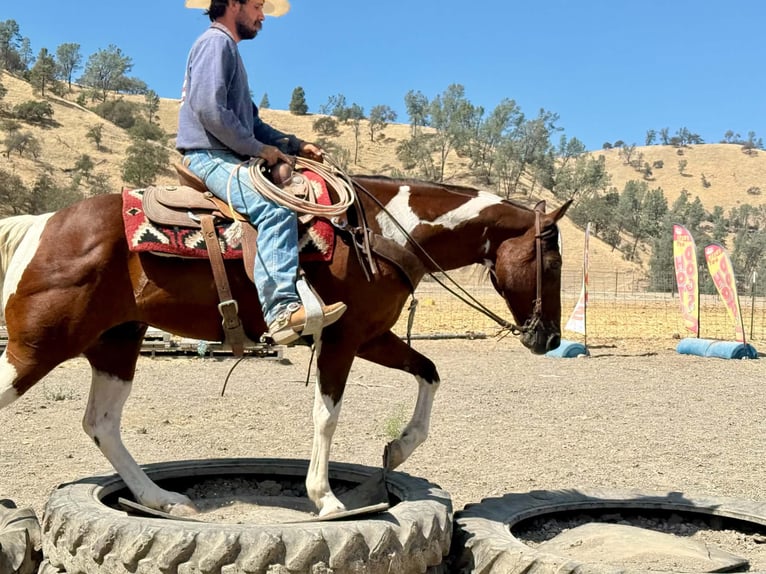 American Paint Horse Wallach 10 Jahre Tobiano-alle-Farben in Tres Pinos