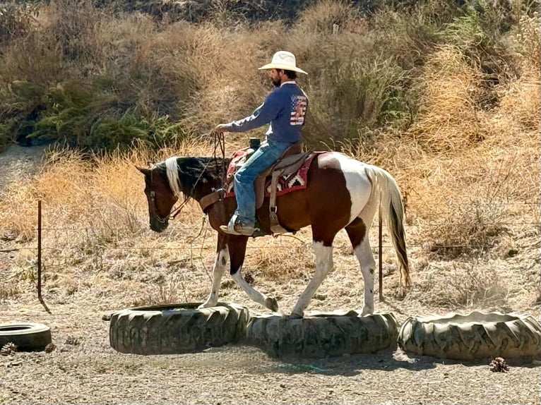 American Paint Horse Wallach 10 Jahre Tobiano-alle-Farben in Tres Pinos