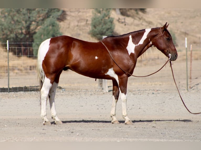 American Paint Horse Wallach 10 Jahre Tobiano-alle-Farben in Tres Pinos