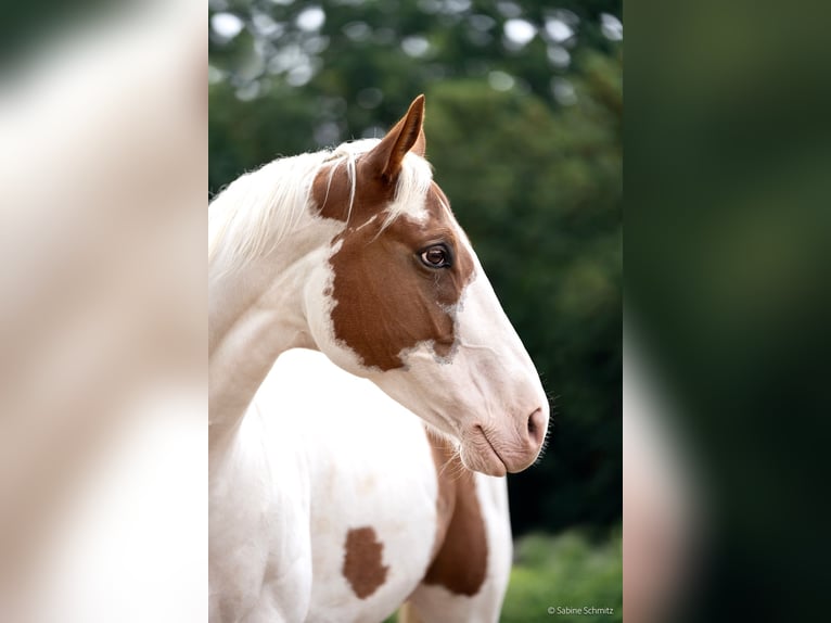 American Paint Horse Wallach 10 Jahre Tovero-alle-Farben in Gro&#xDF; Kienitz