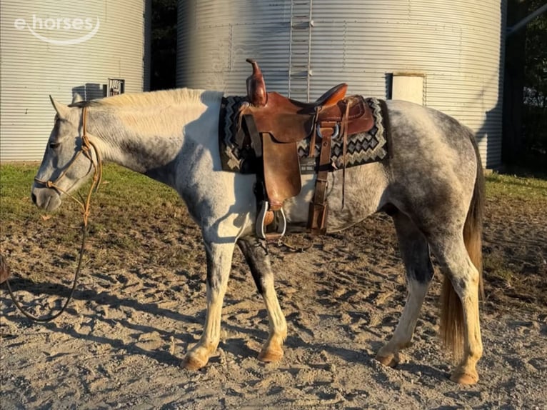 American Paint Horse Wallach 11 Jahre 142 cm Schimmel in Sebree