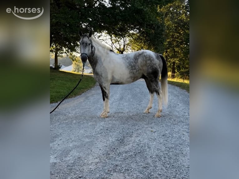 American Paint Horse Wallach 11 Jahre 142 cm Schimmel in Sebree