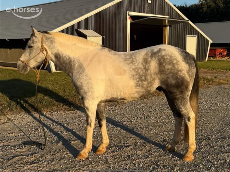 American Paint Horse Wallach 11 Jahre 142 cm Schimmel in Sebree