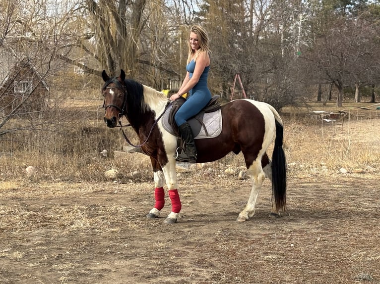 American Paint Horse Wallach 11 Jahre 142 cm Tobiano-alle-Farben in Fort Collins