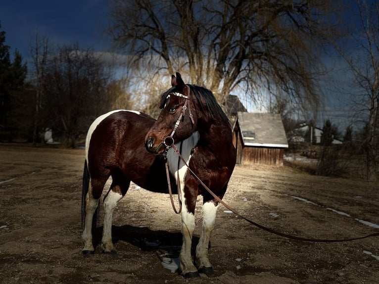American Paint Horse Wallach 11 Jahre 142 cm Tobiano-alle-Farben in Fort Collins