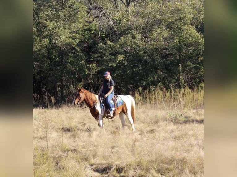 American Paint Horse Wallach 11 Jahre 142 cm Tobiano-alle-Farben in Poolville KY