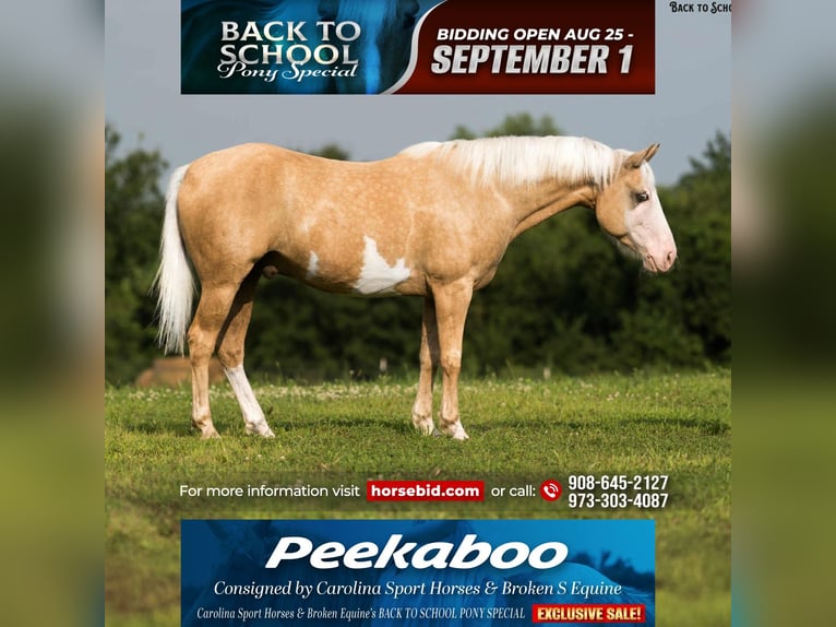 American Paint Horse Wallach 11 Jahre 145 cm Schecke in Clover