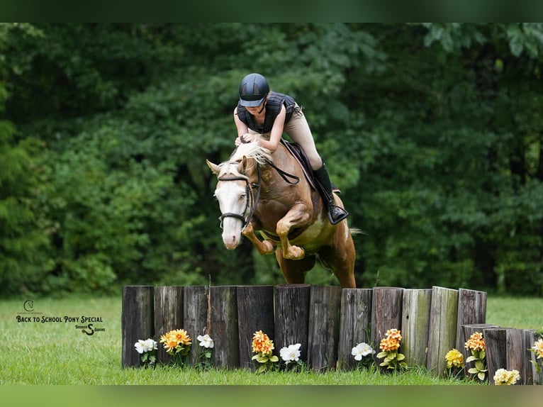 American Paint Horse Wallach 11 Jahre 145 cm Schecke in Clover