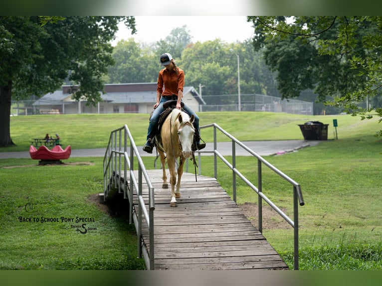 American Paint Horse Wallach 11 Jahre 145 cm Schecke in Clover