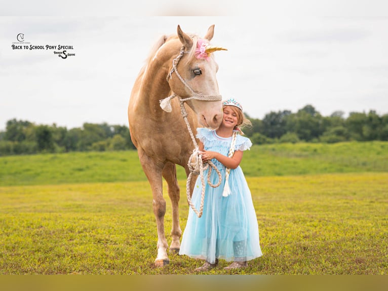 American Paint Horse Wallach 11 Jahre 145 cm Schecke in Clover