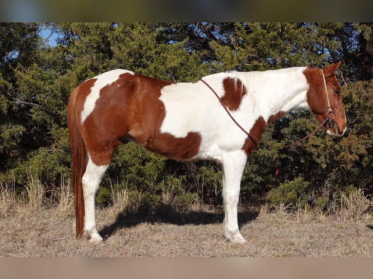 American Paint Horse Wallach 11 Jahre 147 cm Tobiano-alle-Farben in Guthrie OK
