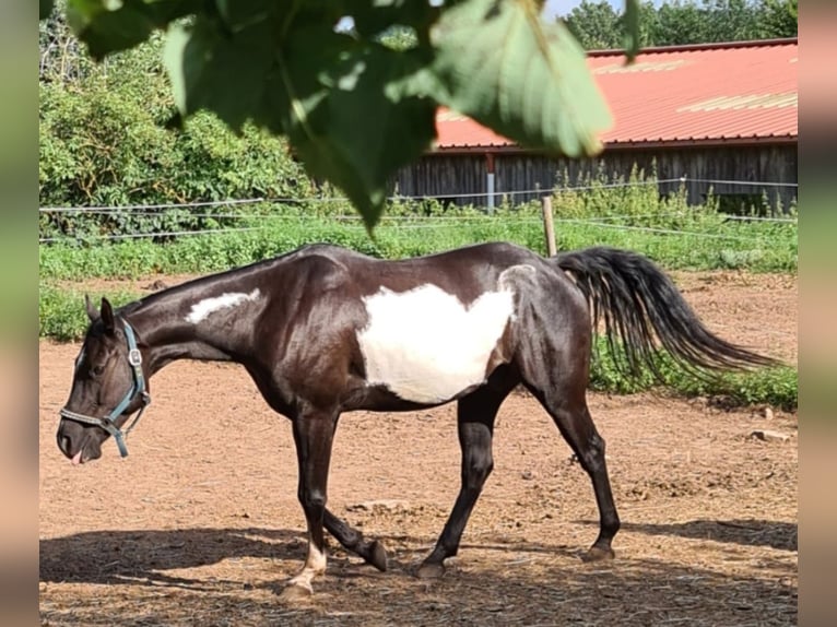 American Paint Horse Wallach 11 Jahre 149 cm Overo-alle-Farben in Merzalben