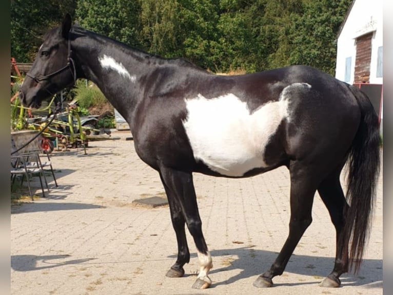 American Paint Horse Wallach 11 Jahre 149 cm Overo-alle-Farben in Merzalben