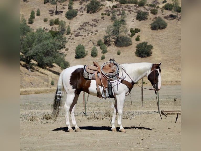 American Paint Horse Wallach 11 Jahre 150 cm Tobiano-alle-Farben in Paicines CA