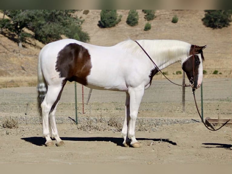 American Paint Horse Wallach 11 Jahre 150 cm Tobiano-alle-Farben in Paicines CA