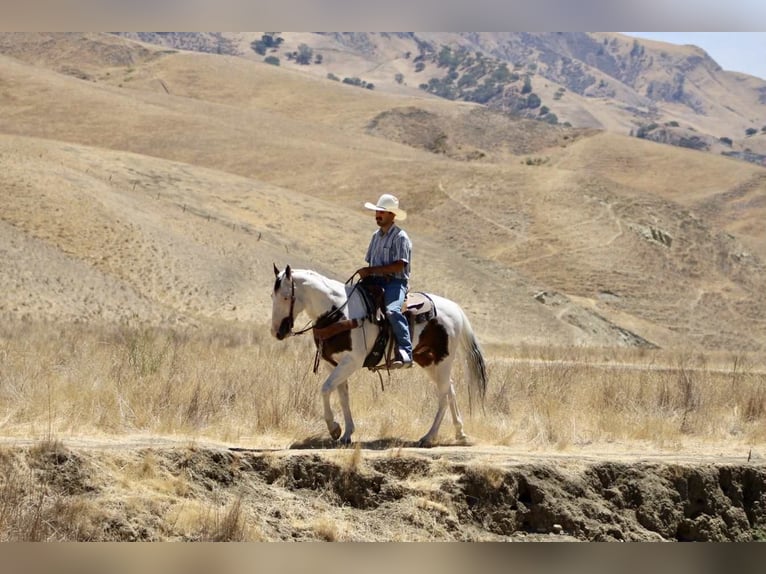 American Paint Horse Wallach 11 Jahre 150 cm Tobiano-alle-Farben in Paicines CA