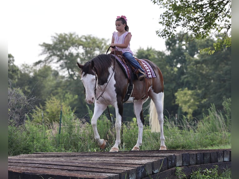 American Paint Horse Wallach 11 Jahre 152 cm Overo-alle-Farben in Buffalo, MO