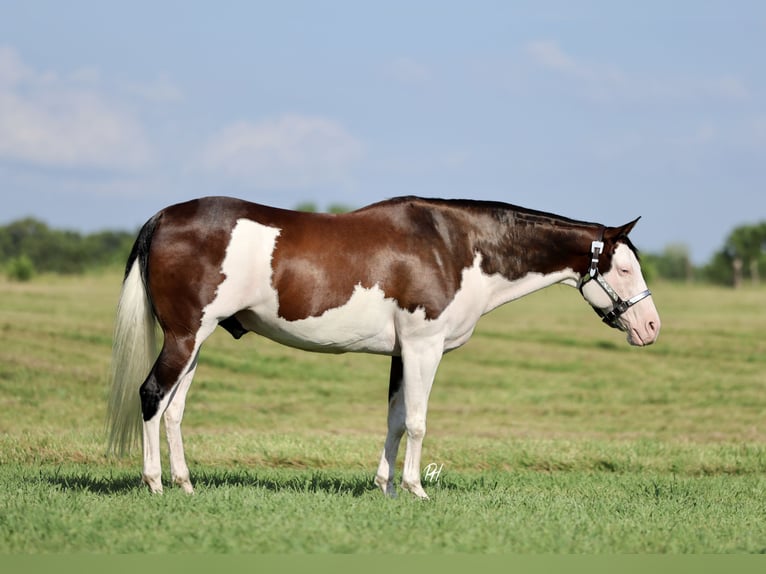 American Paint Horse Wallach 11 Jahre 152 cm Overo-alle-Farben in Buffalo, MO