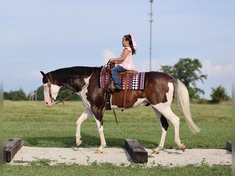 American Paint Horse Wallach 11 Jahre 152 cm Overo-alle-Farben in Buffalo, MO