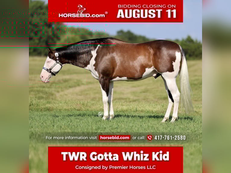 American Paint Horse Wallach 11 Jahre 152 cm Overo-alle-Farben in Buffalo, MO