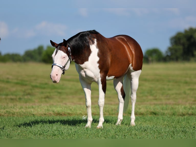 American Paint Horse Wallach 11 Jahre 152 cm Overo-alle-Farben in Buffalo, MO