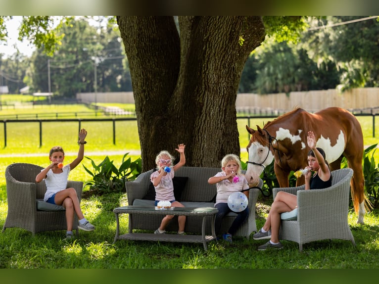 American Paint Horse Wallach 11 Jahre 152 cm Schecke in Ocala