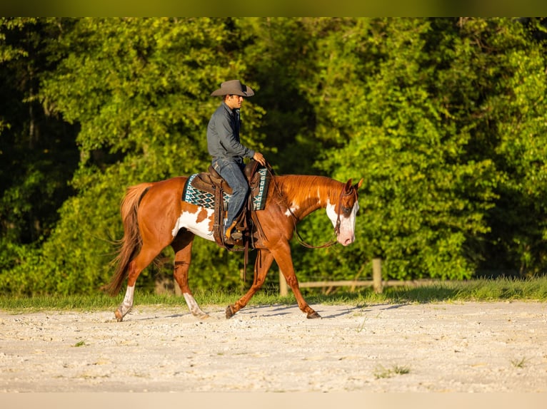 American Paint Horse Wallach 11 Jahre 152 cm Schecke in Ocala