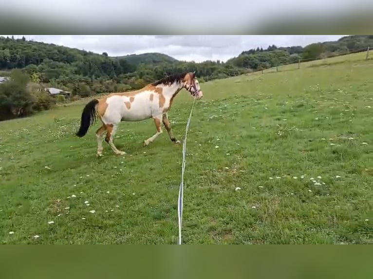 American Paint Horse Mix Wallach 11 Jahre 152 cm Schecke in Kusel