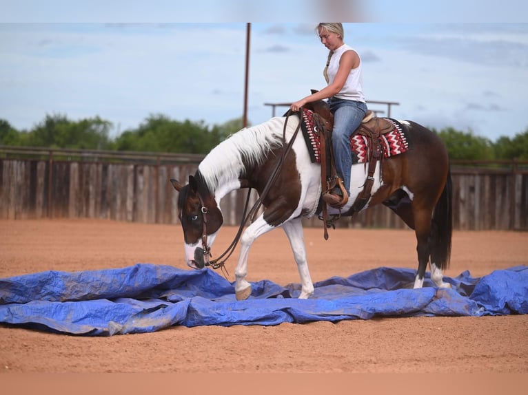 American Paint Horse Wallach 11 Jahre 152 cm Schecke in Waco