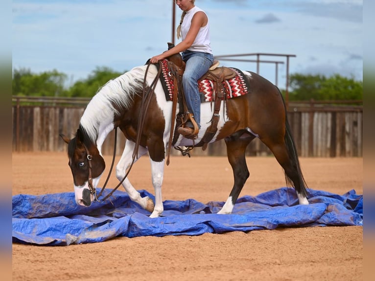 American Paint Horse Wallach 11 Jahre 152 cm Schecke in Waco