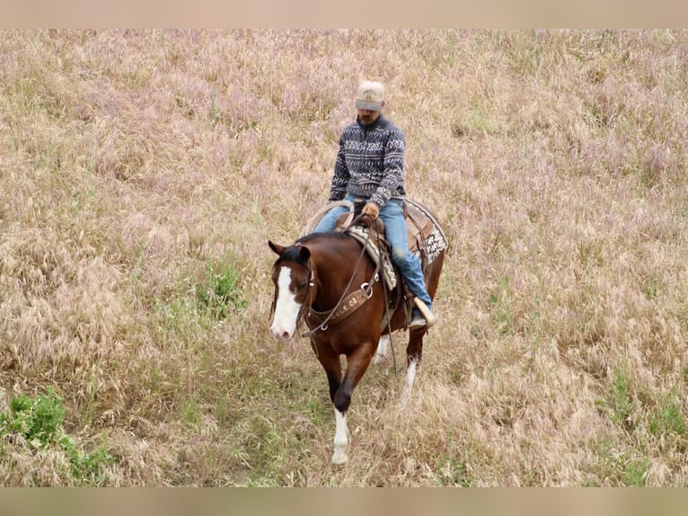 American Paint Horse Wallach 11 Jahre 152 cm Tobiano-alle-Farben in Tres Pinos