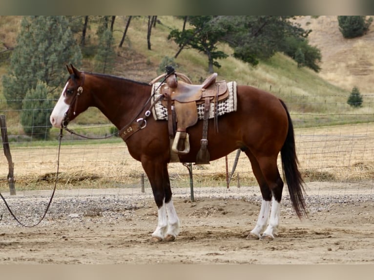 American Paint Horse Wallach 11 Jahre 152 cm Tobiano-alle-Farben in Tres Pinos