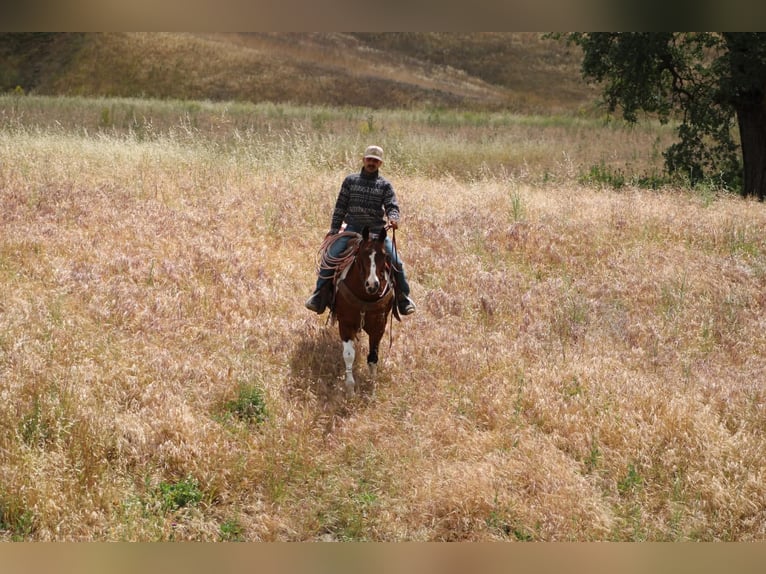 American Paint Horse Wallach 11 Jahre 152 cm Tobiano-alle-Farben in Tres Pinos