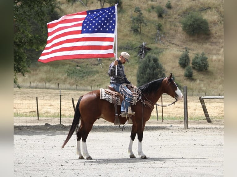 American Paint Horse Wallach 11 Jahre 152 cm Tobiano-alle-Farben in Tres Pinos