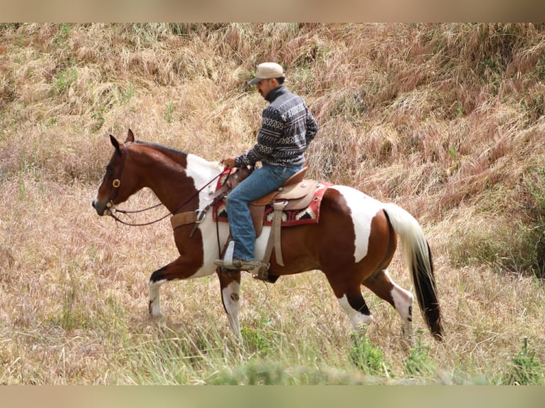 American Paint Horse Wallach 11 Jahre 152 cm Tobiano-alle-Farben in Tres Pinos
