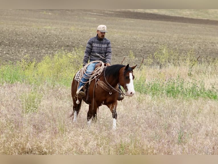 American Paint Horse Wallach 11 Jahre 152 cm Tobiano-alle-Farben in Tres Pinos
