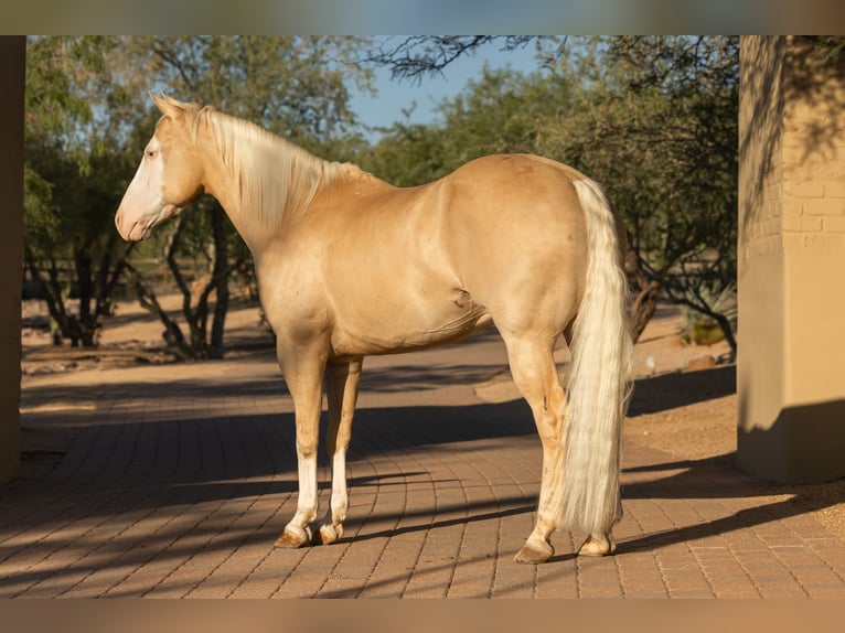 American Paint Horse Wallach 11 Jahre 155 cm Palomino in Cave Creek, AZ