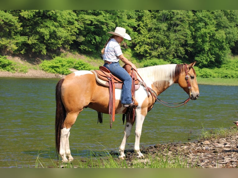 American Paint Horse Wallach 11 Jahre 155 cm Schecke in Clarion