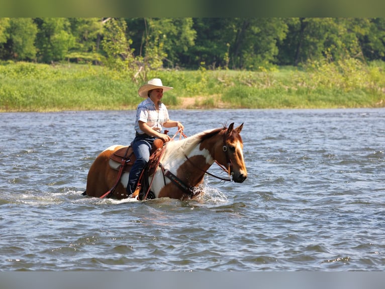 American Paint Horse Wallach 11 Jahre 155 cm Schecke in Clarion