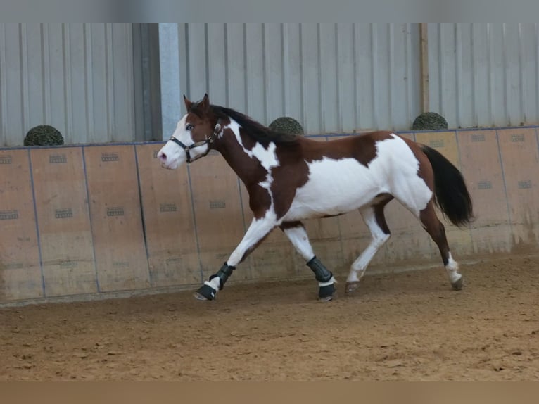 American Paint Horse Wallach 11 Jahre 155 cm Schecke in Neustadt (Wied)
